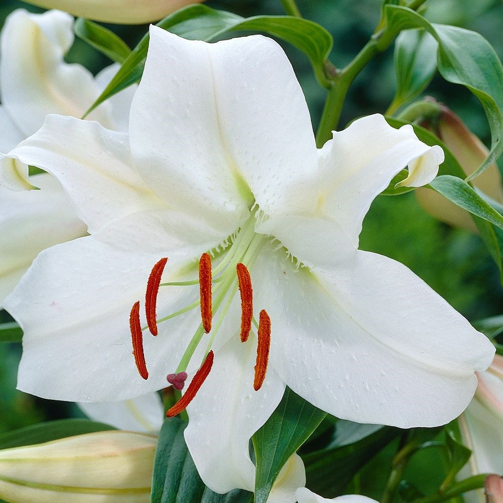 <i>Lilium</i> 'Casa Blanca'