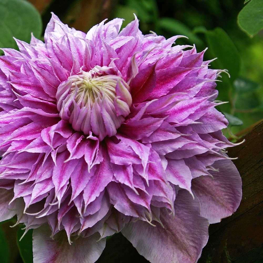 <i>Clematis</i> <b class=small-caps>Josephine</b> ('Evijohill') (PBR)