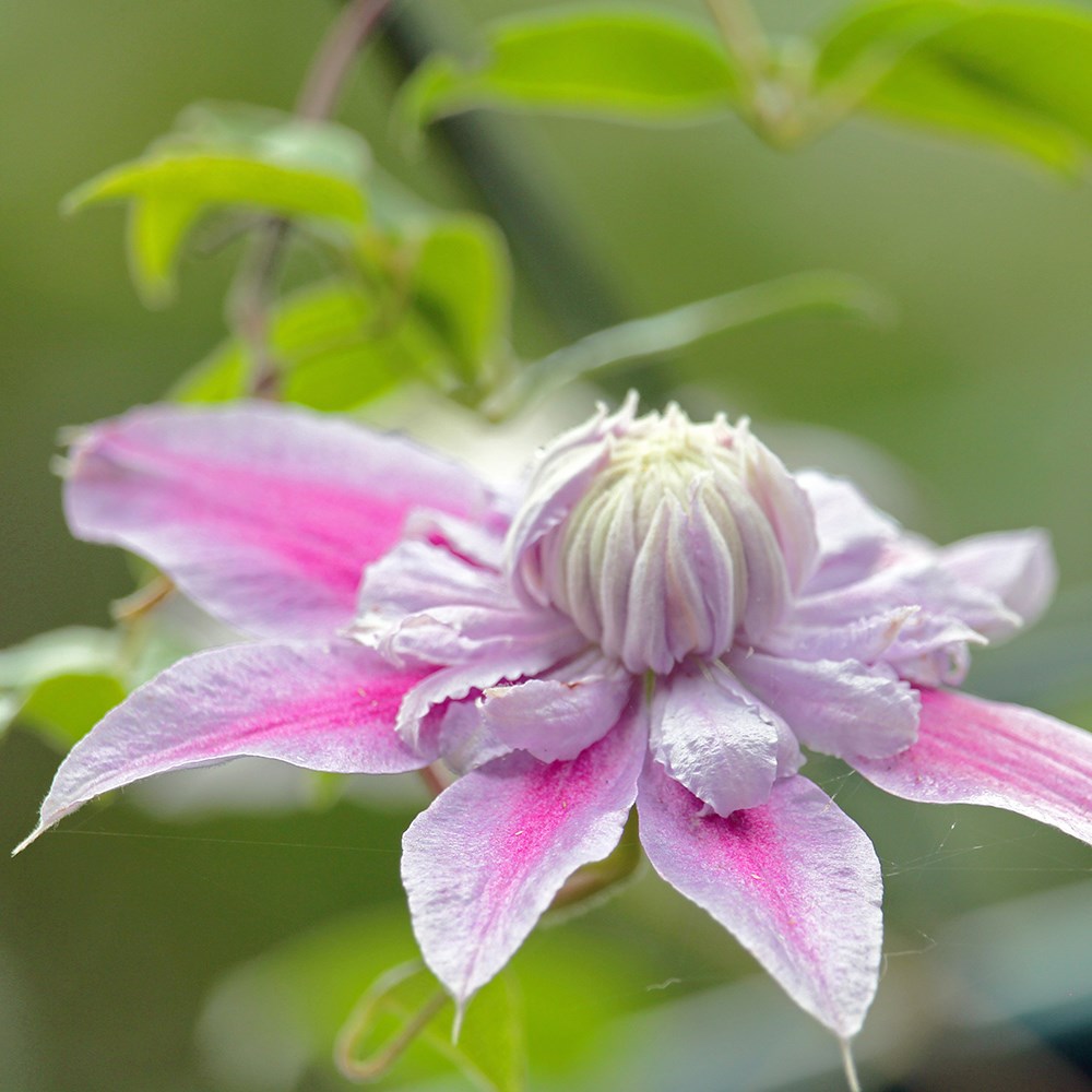 <i>Clematis</i> <b class=small-caps>Josephine</b> ('Evijohill') (PBR)