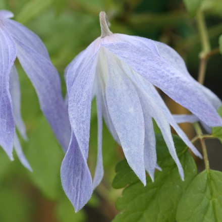 Clematis macropetala Wesselton