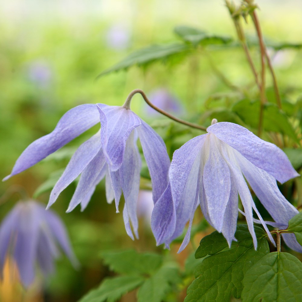 <i>Clematis macropetala</i> 'Wesselton'