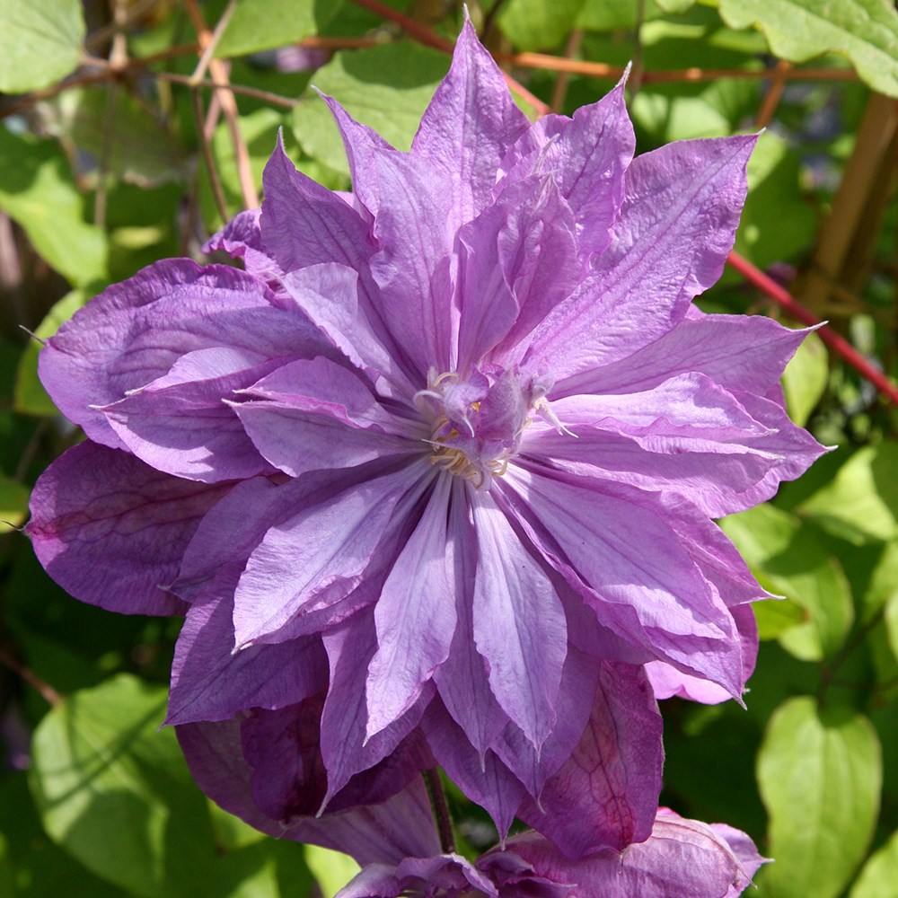 <i>Clematis</i> 'Proteus'