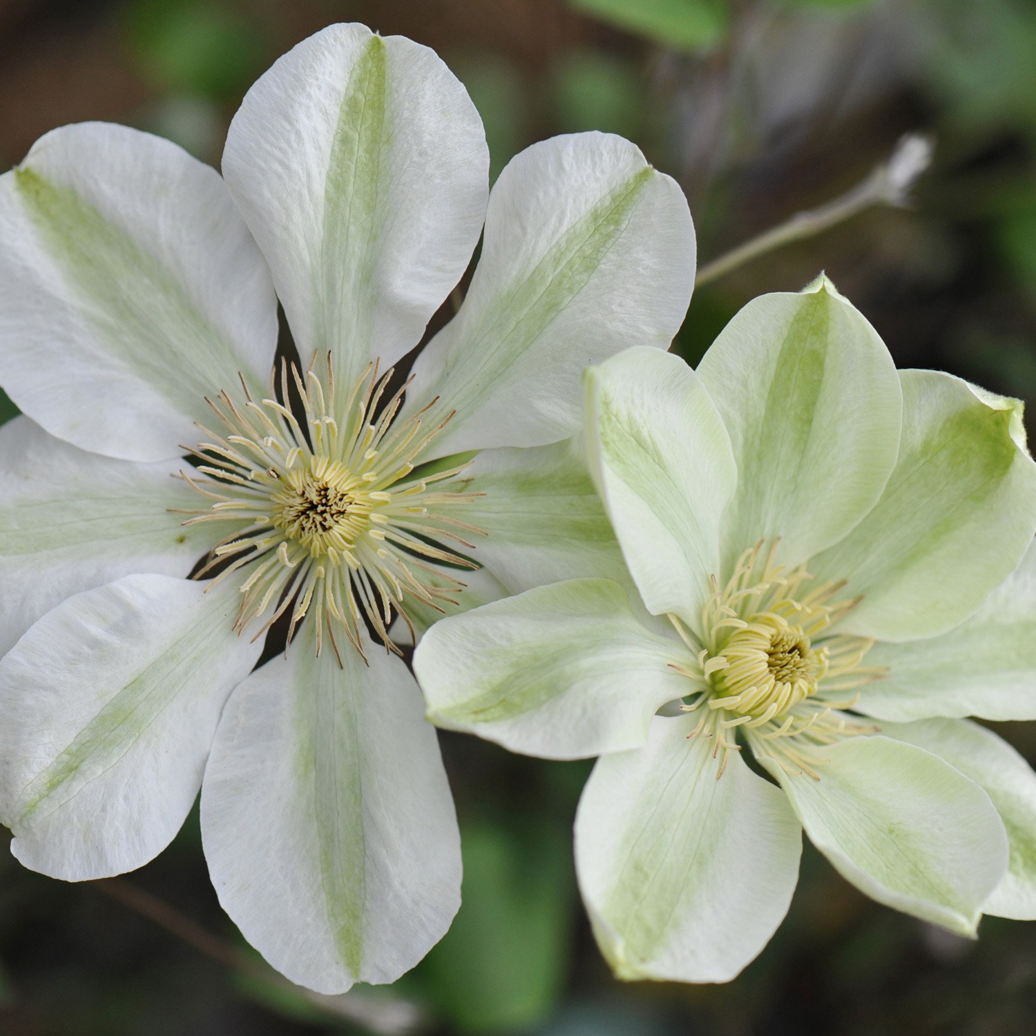 <i>Clematis</i> 'Guernsey Cream'