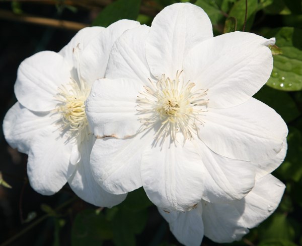 <i>Clematis</i> 'Guernsey Cream'
