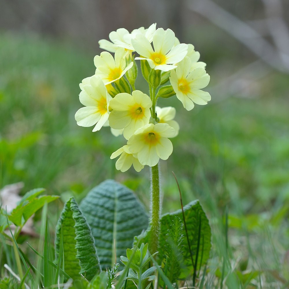 <i>Primula elatior</i> 
