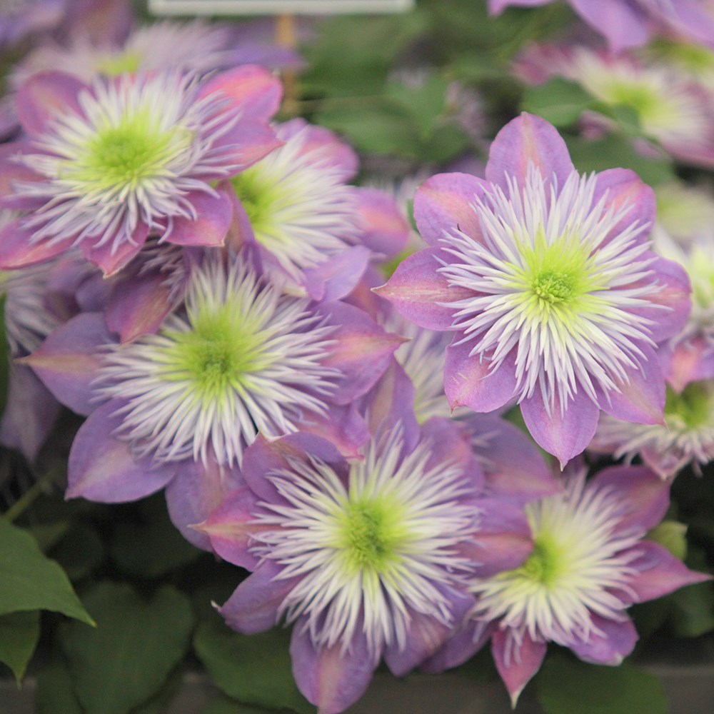 <i>Clematis</i> <b class=small-caps>Crystal Fountain</b> ('Evipo038') (PBR)