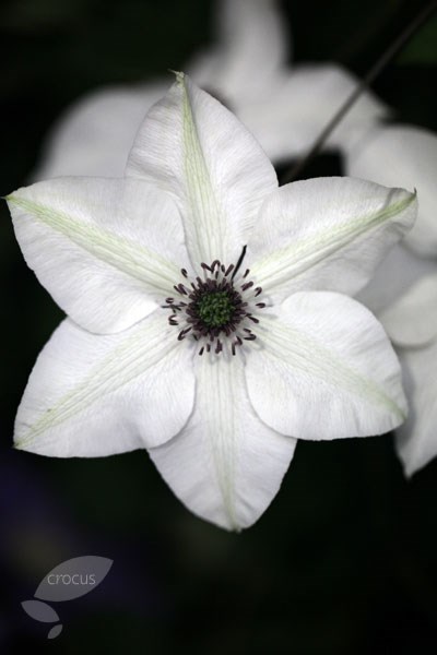 <i>Clematis florida</i>  var. <i>normalis</i> <b class=small-caps>Pistachio</b> ('Evirida') (PBR)