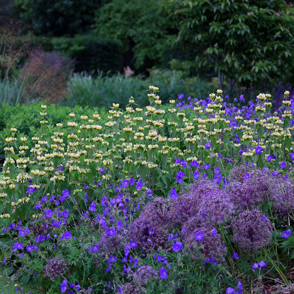 <i>Phlomis russeliana</i> 
