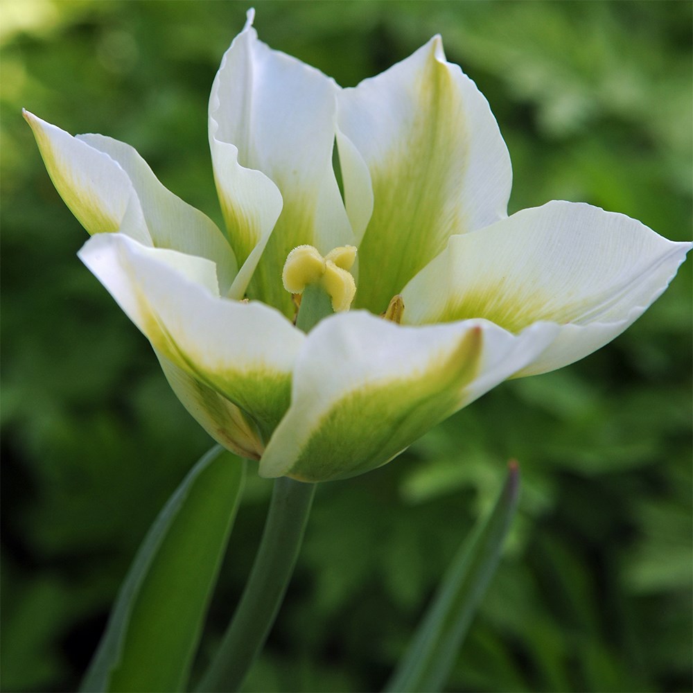 <i>Tulipa</i> 'Spring Green'
