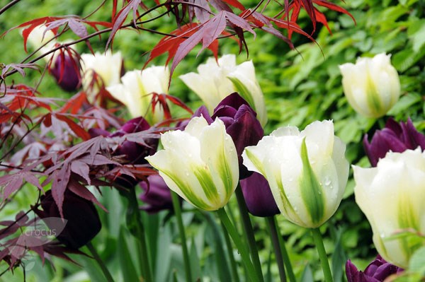 <i>Tulipa</i> 'Spring Green'