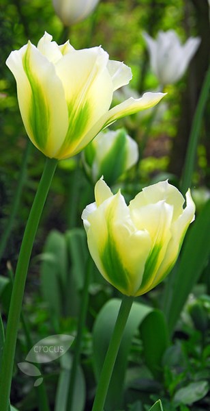<i>Tulipa</i> 'Spring Green'