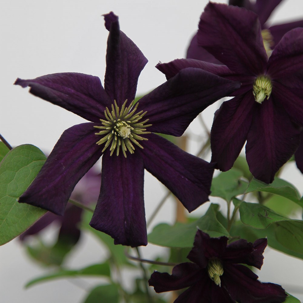 <i>Clematis</i> 'Romantika'