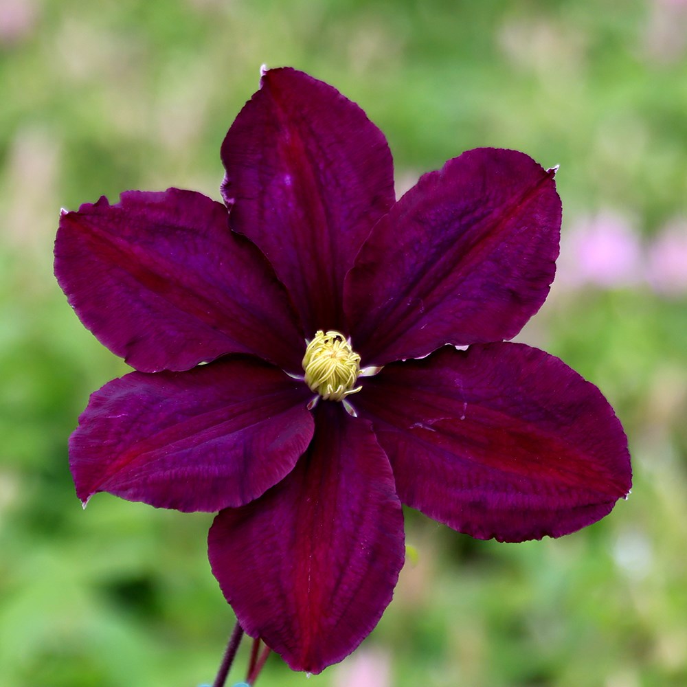 <i>Clematis</i> 'Warszawska Nike'