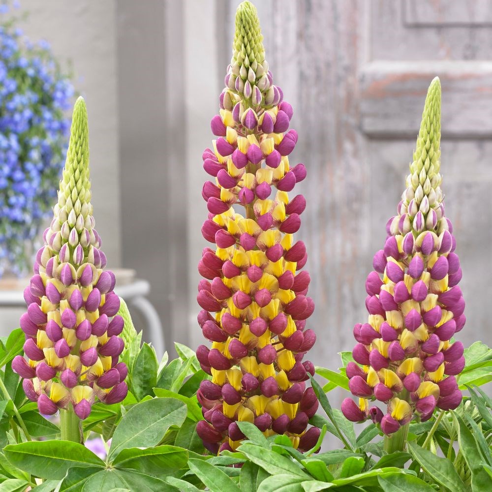 <I>Lupinus</i> 'Manhattan Lights' (PBR)
