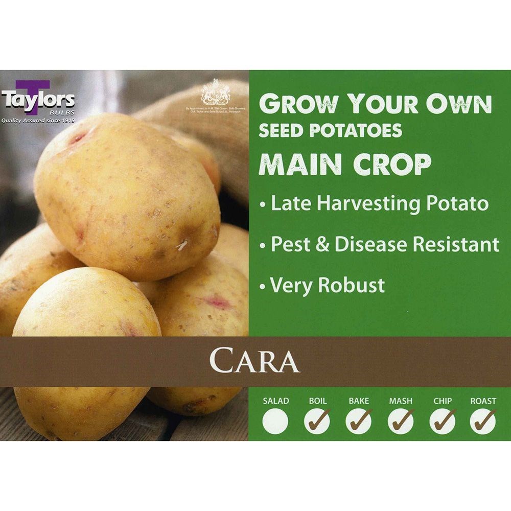 potato 'Cara'