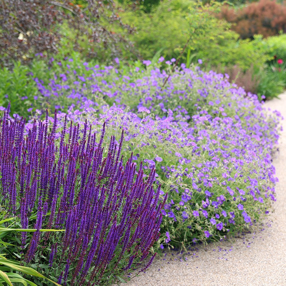 <i>Salvia nemorosa</i> 'Caradonna'