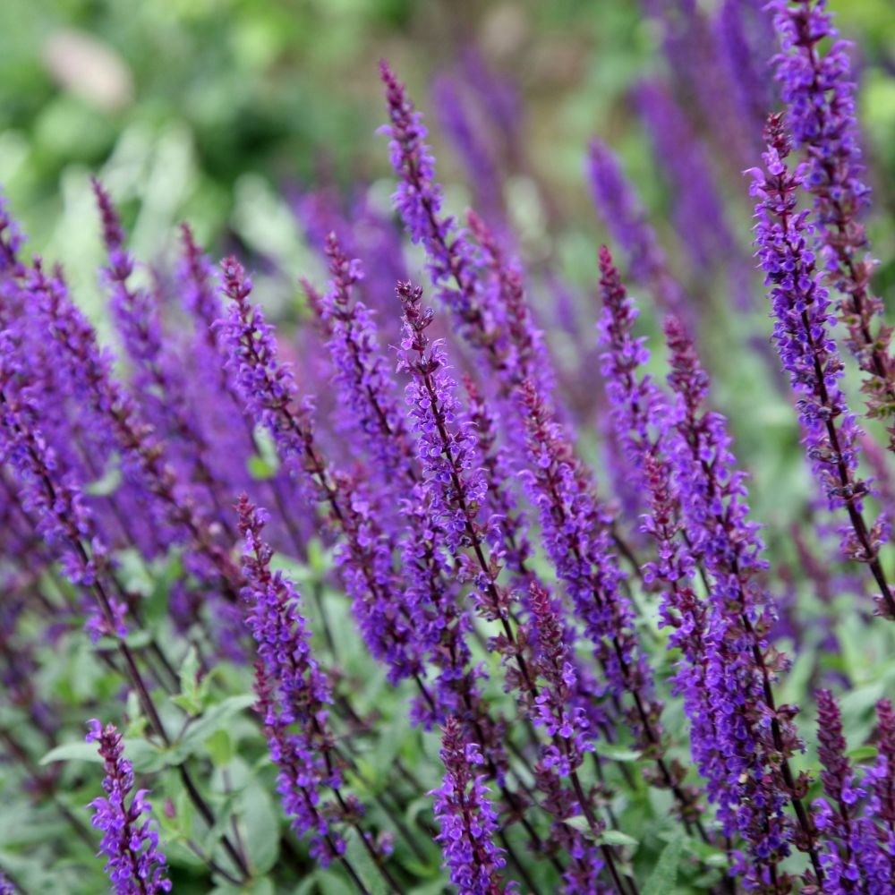 <i>Salvia nemorosa</i> 'Caradonna'