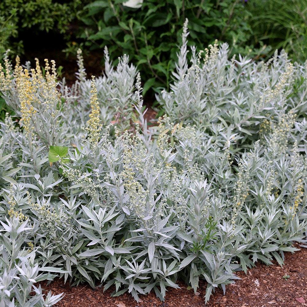 <i>Artemisia ludoviciana</i> 'Valerie Finnis'