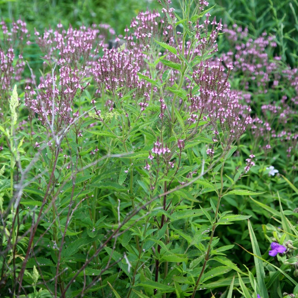 <i>Verbena hastata</i> f. 'Rosea'