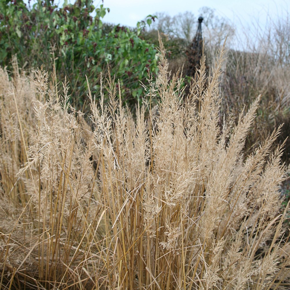 <i>Calamagrostis brachytricha</i> 