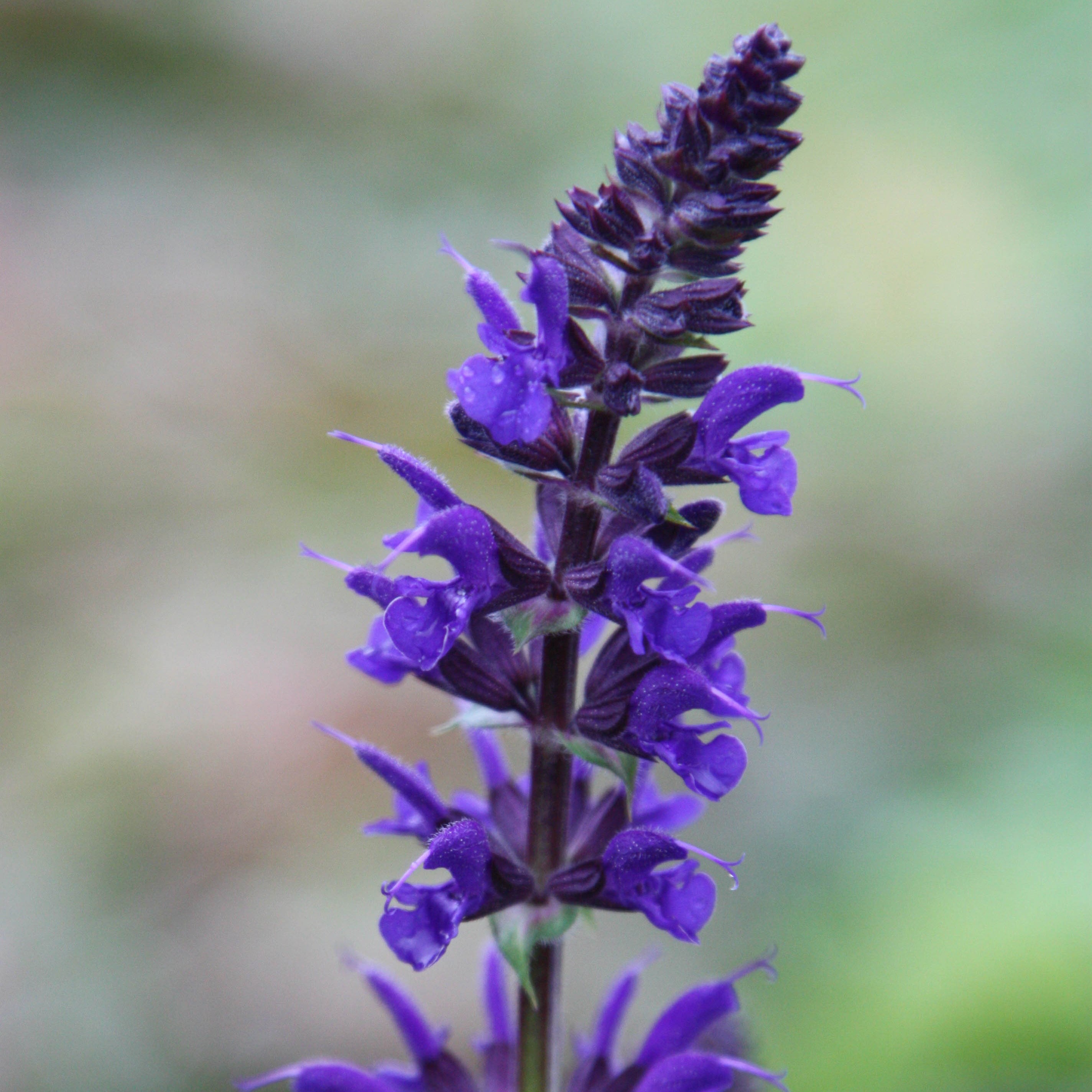 <i>Salvia</i> × <i>sylvestris</i> 'Viola Klose'