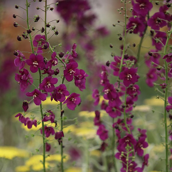 <i>Verbascum phoeniceum</i> 'Violetta'