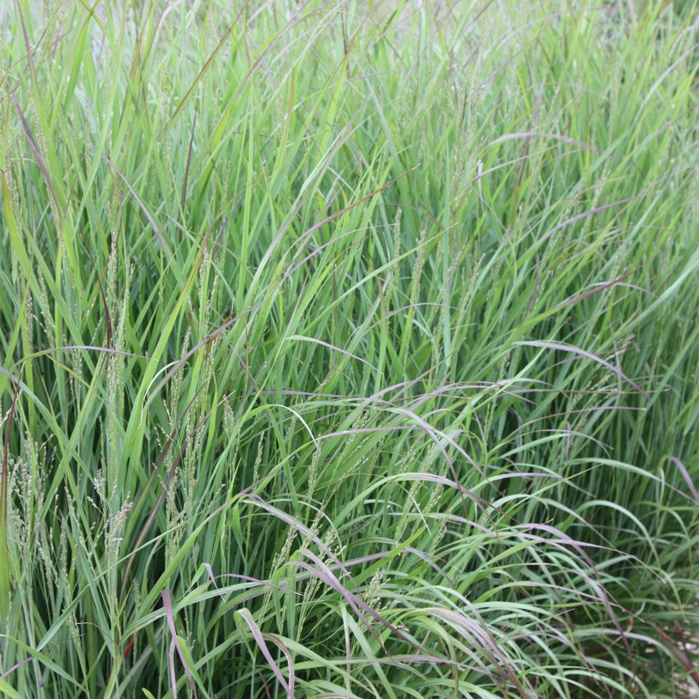 <i>Panicum virgatum</i> 'Shenandoah'