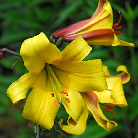 Lilium Golden Splendor Group