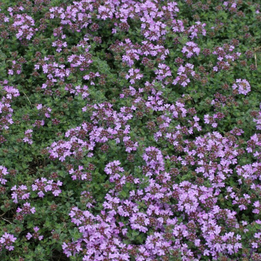 creeping thyme - woolly thyme