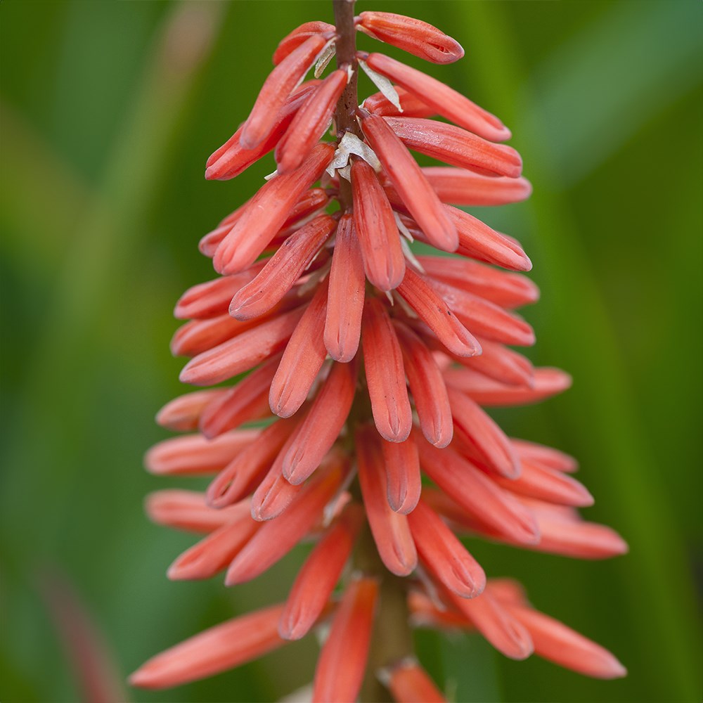 <i>Kniphofia</i> 'Nancy's Red'
