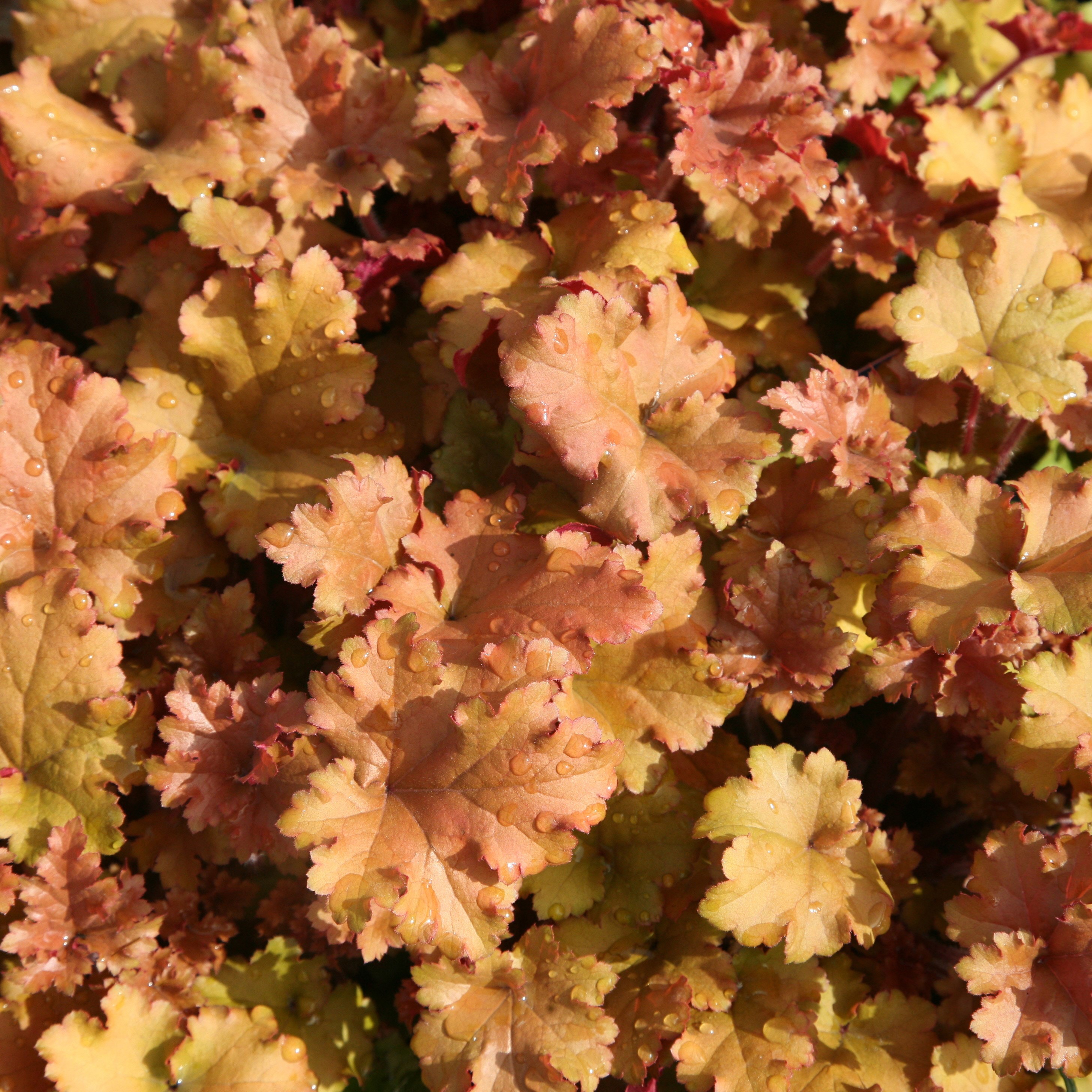 <I>Heuchera</i> 'Marmalade' (PBR)