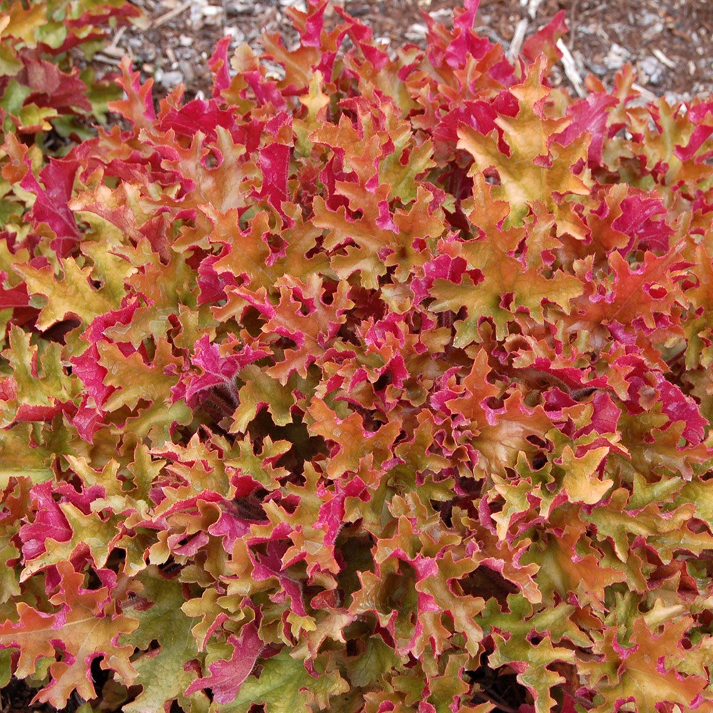 <I>Heuchera</i> 'Marmalade' (PBR)