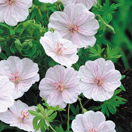 <I>Geranium sanguineum</i> var. <i>striatum</i>