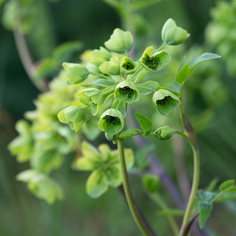 <i>Mathiasella bupleuroides</i> 'Green Dream'