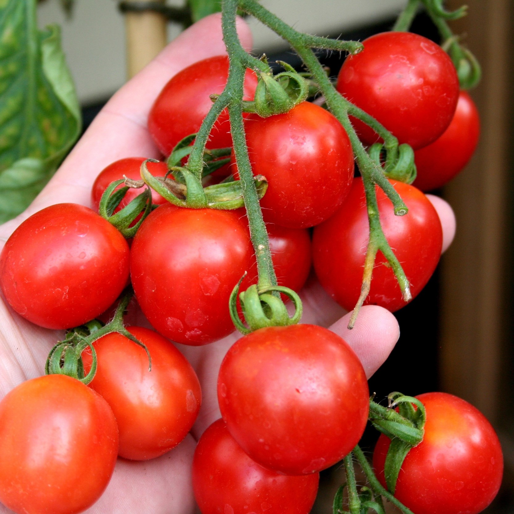 tomato (plum) 'Principe Borghese'
