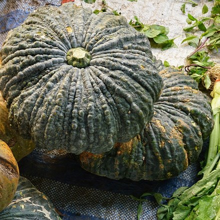 pumpkin Marina di Chioggia