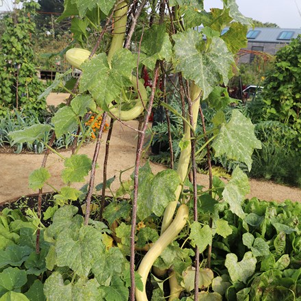 squash Tromba of Albenga