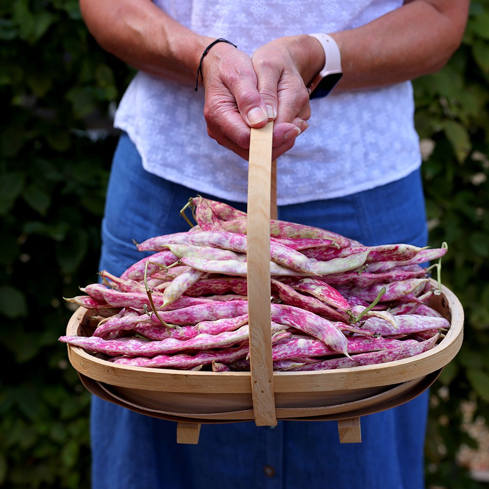borlotti bean (climbing French), haricot 'Borlotto Lamon'