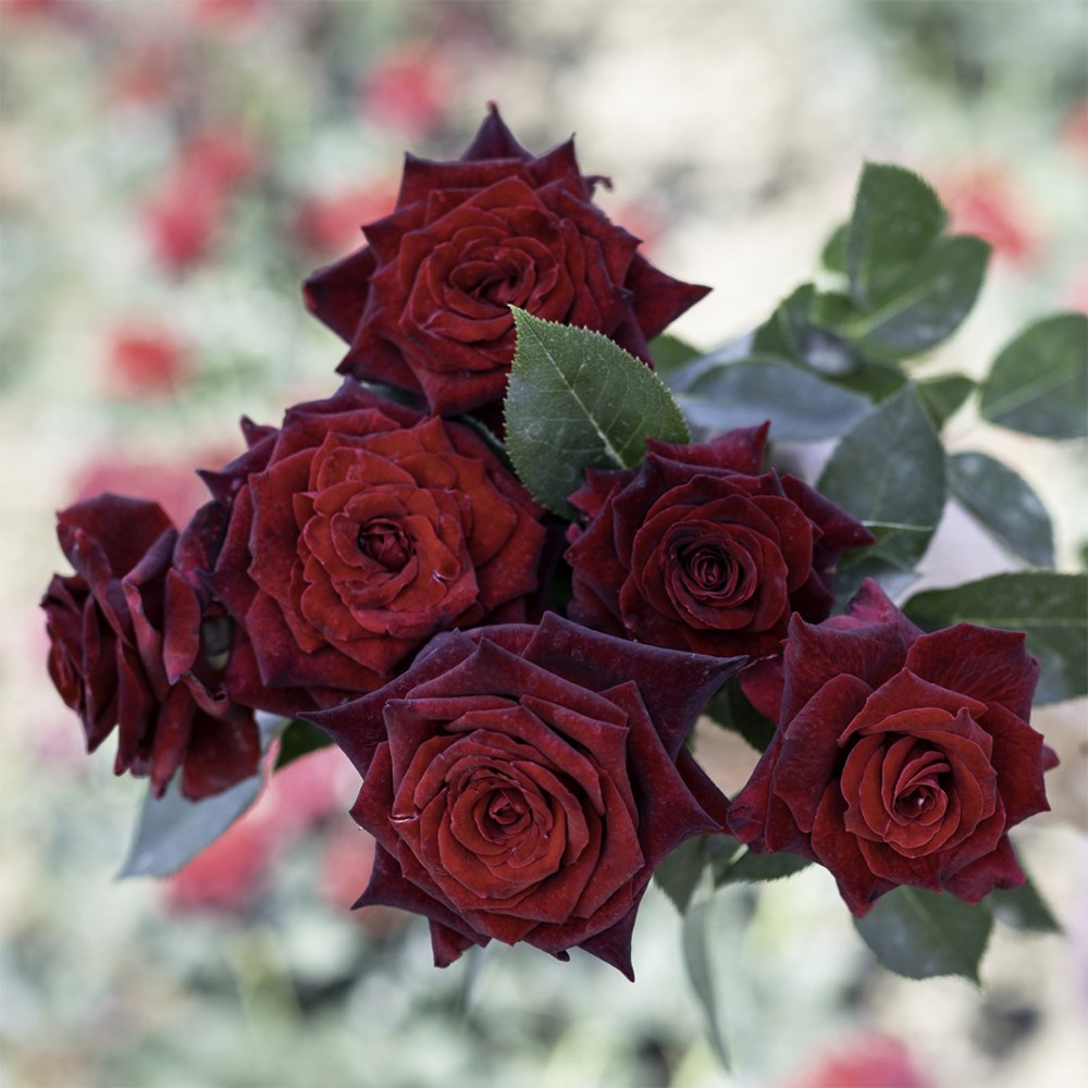 <i>Rosa</i> <b class=small-caps>Black Baccara</b> ('Meidebenne') (PBR)