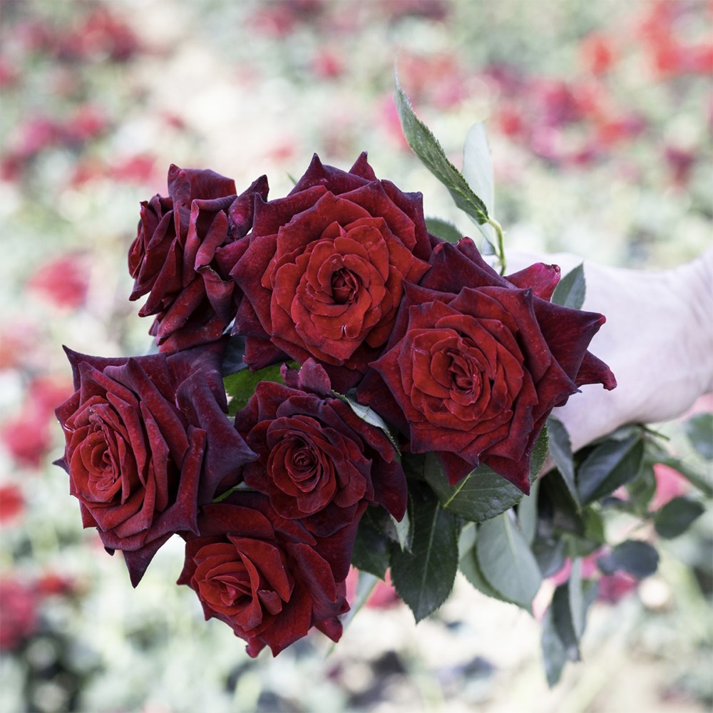 <i>Rosa</i> <b class=small-caps>Black Baccara</b> ('Meidebenne') (PBR)
