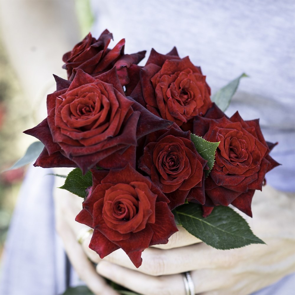 <i>Rosa</i> <b class=small-caps>Black Baccara</b> ('Meidebenne') (PBR)
