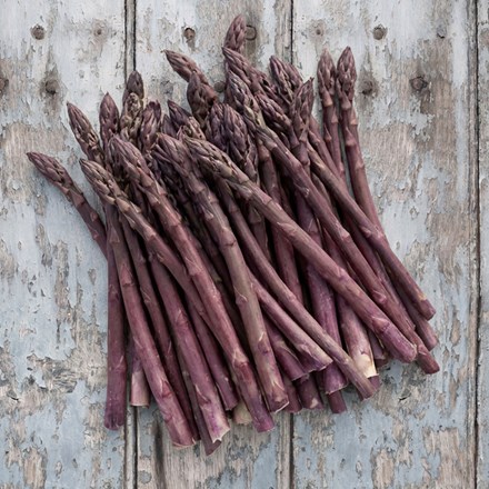 asparagus Pacific Purple