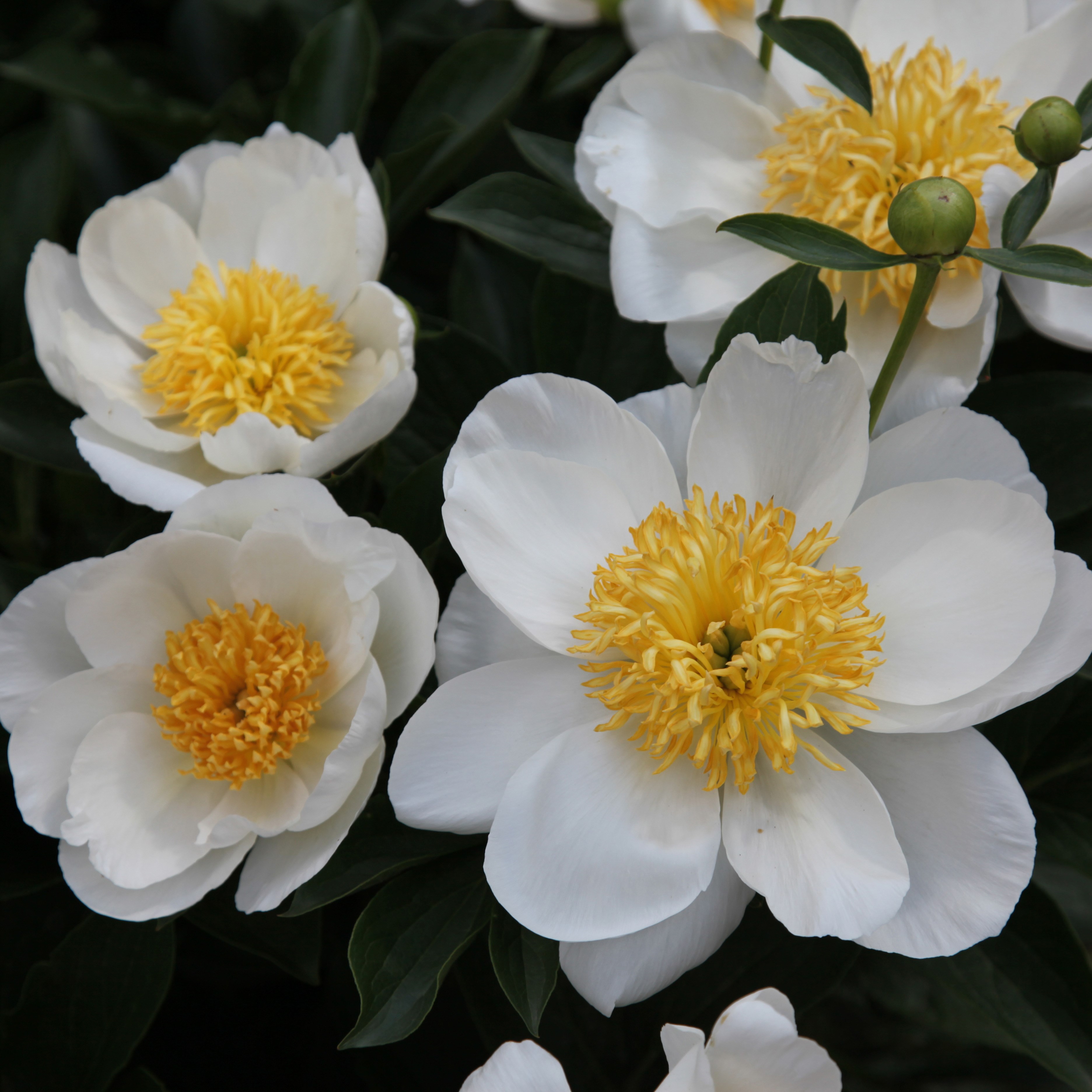 <i>Paeonia lactiflora</i> 'Jan van Leeuwen'