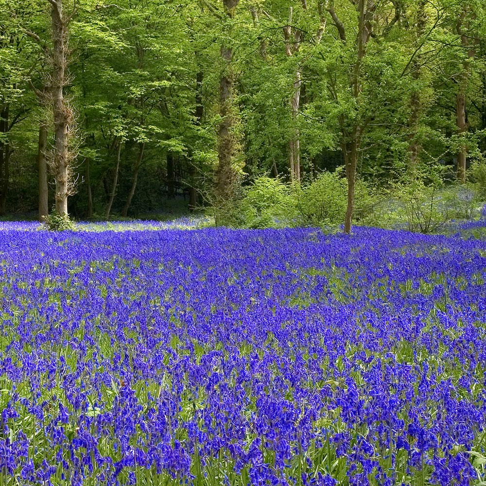 <i>Hyacinthoides non-scripta</i> 