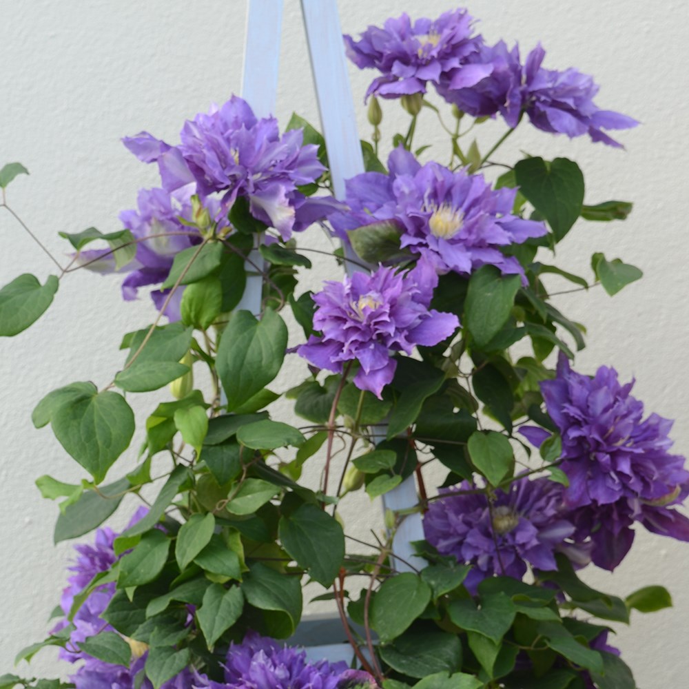 <i>Clematis</i> <b class=small-caps>Franziska Maria</b> ('Evipo008')