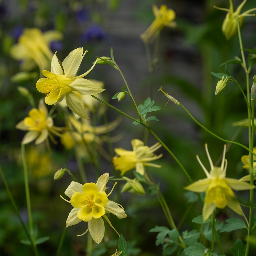 <i>Aquilegia chrysantha</i> 'Yellow Queen'