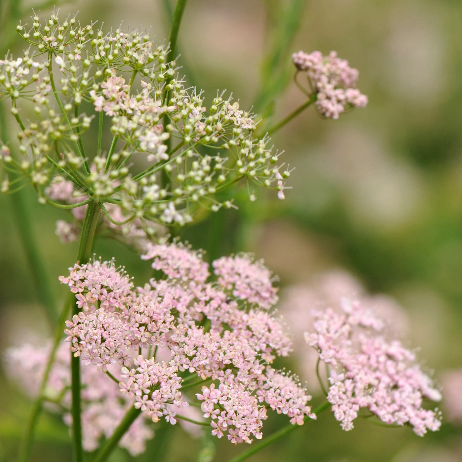 <i>Pimpinella major</i> 'Rosea'