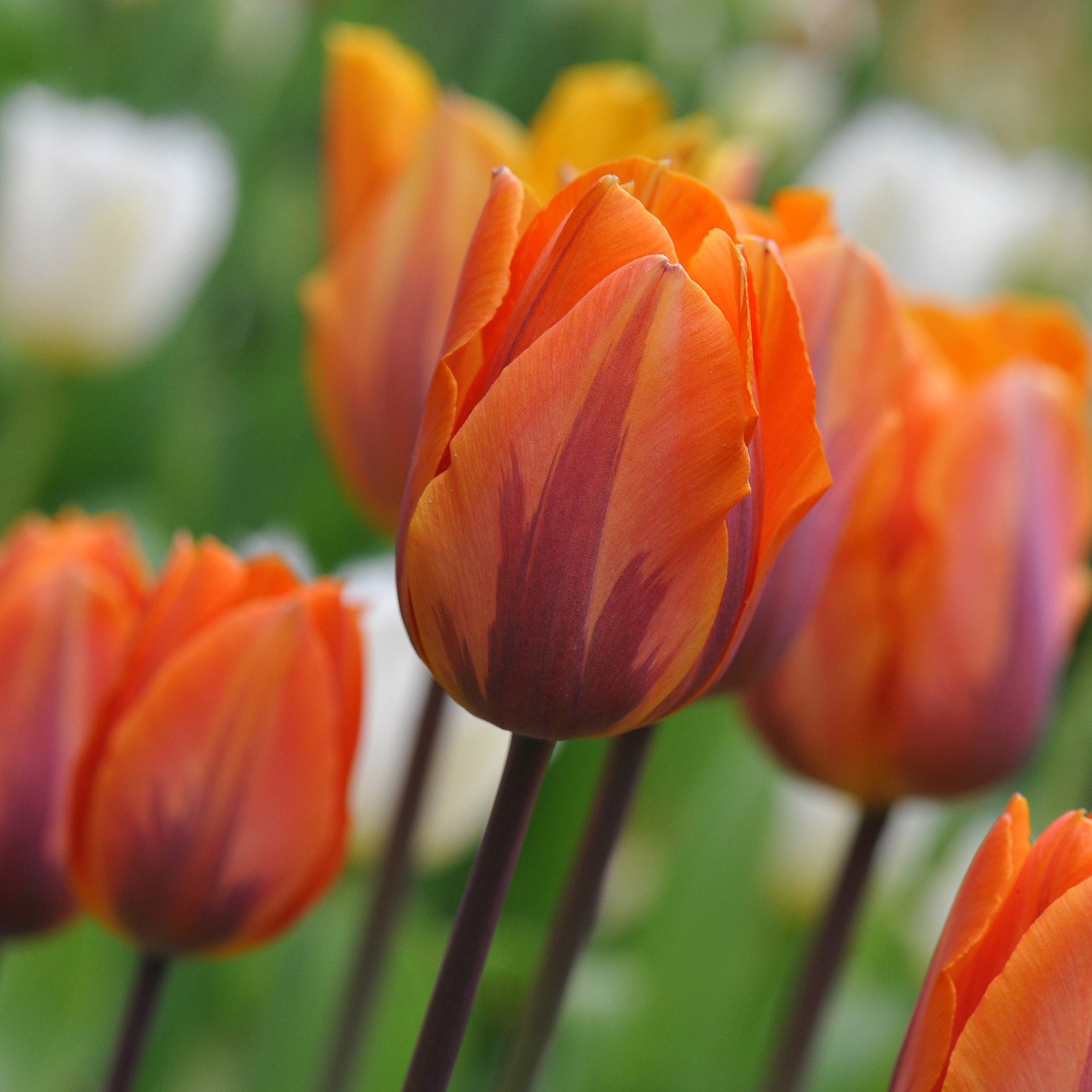 <i>Tulipa</i> 'Prinses Irene'