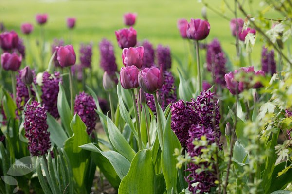 <i>Tulipa</i> 'Negrita'