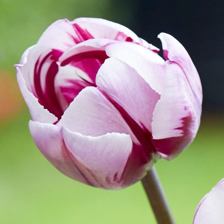 Tulipa Rems Favourite